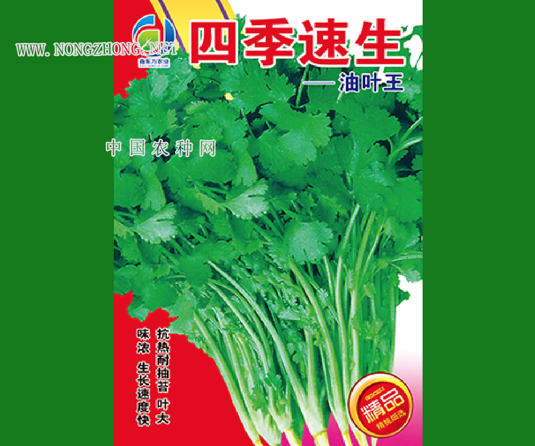四季速生油叶王